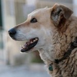 cane-italo-film-2012-300×202